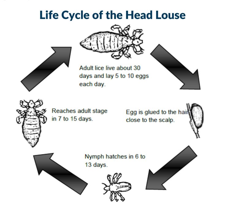 louse-life-cycle.jpg