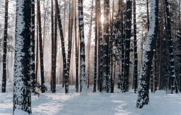 The forest in winter, trees covered by snow. 